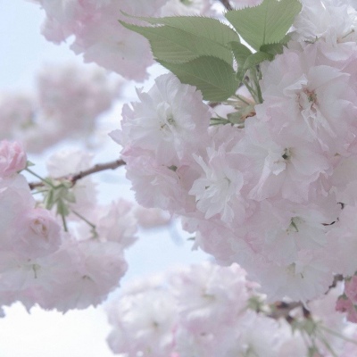 Furry插画元素灵感福瑞交流群